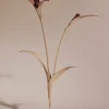Fleur Touka
