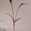 Fleur Touka